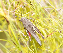 Cirphula pyrrhocnemis