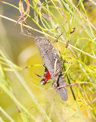 Cirphula pyrrhocnemis