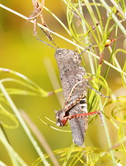 Cirphula pyrrhocnemis