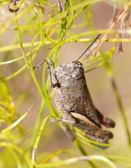 Cirphula pyrrhocnemis