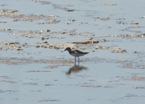 Correlimos falcinelo (Calidris falcinellus)