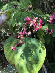 Clerodendrum trichotomum