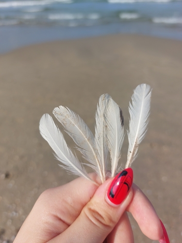 Plume de Grèbe à cou noir