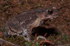 Duttaphrynus parietalis