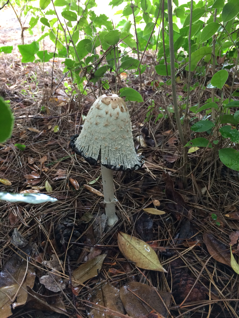 Shaggy Mane (Coprinus comatus)
