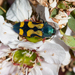 Castiarina flavopicta - Photo (c) anthonypaul,  זכויות יוצרים חלקיות (CC BY-NC), הועלה על ידי anthonypaul