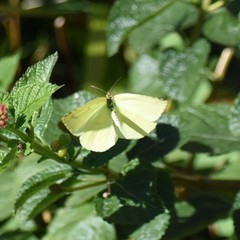 Eurema mandarina
