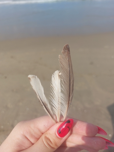 Plume de Grèbe à cou noir
