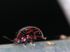 Paropsisterna semivittata