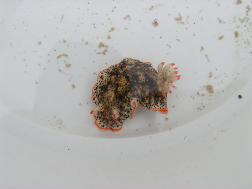 Dall's Chromodorid