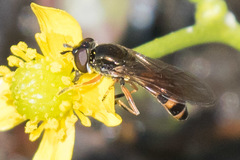 Pyrophaena granditarsis