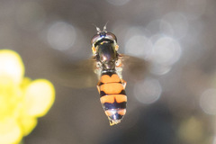 Pyrophaena granditarsis