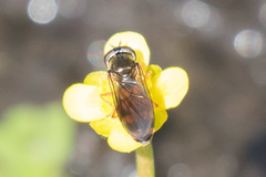 Pyrophaena granditarsis