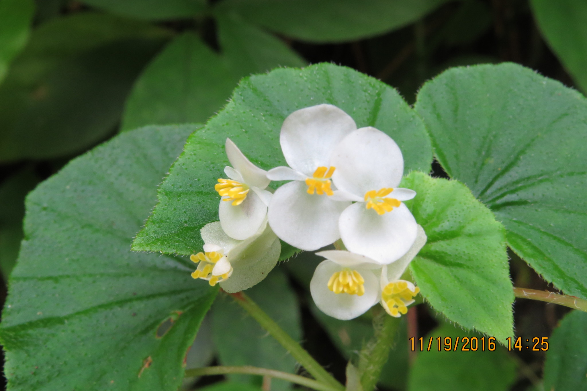 Begonia hirtella