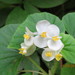 Begonia hirtella - Photo (c) Steve Wells, algunos derechos reservados (CC BY-NC), subido por Steve Wells