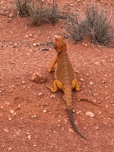 Central Bearded Dragon