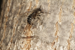 Grypoctonus
