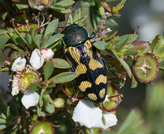 Castiarina adelaidae