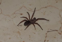 Filistata insidiatrix