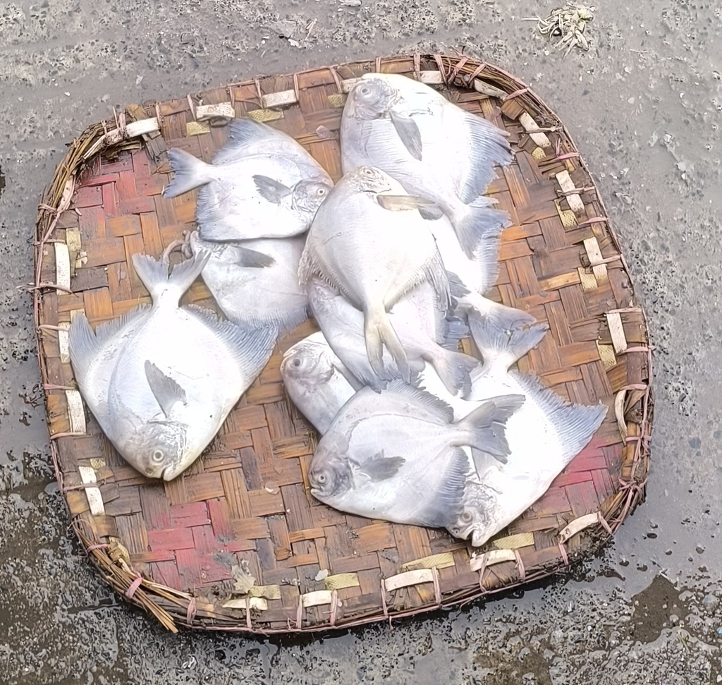 Chinese Pomfret