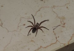 Filistata insidiatrix