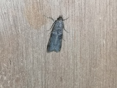 Nephopterix angustella