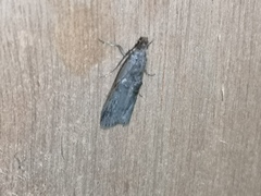 Nephopterix angustella