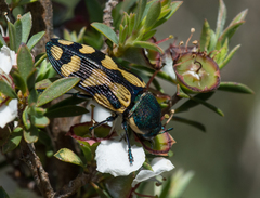 Castiarina adelaidae