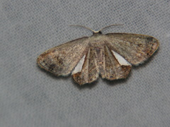 Phazaca decorata