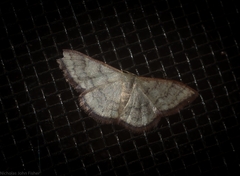 Idaea coercita