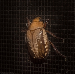 Anoplognathus concolor