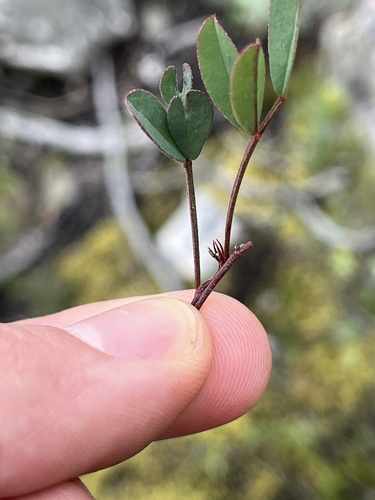 Indigofera jardiniana jardiniana MS (Indigofera jardiniana)