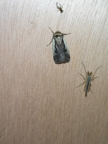 Flame Shoulder Moth, 9968 Pieterburen, Netherlands, photo 7 of 10