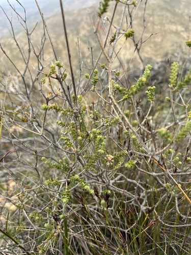 Rooiberg Buchu (Agathosma roodebergensis)