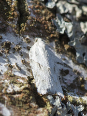 Acleris logiana