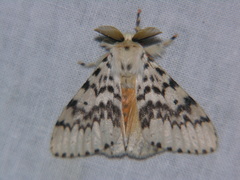 Lymantria antennata