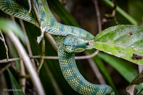 Bornean Keeled Pit Viper