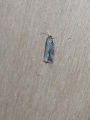 Endothenia