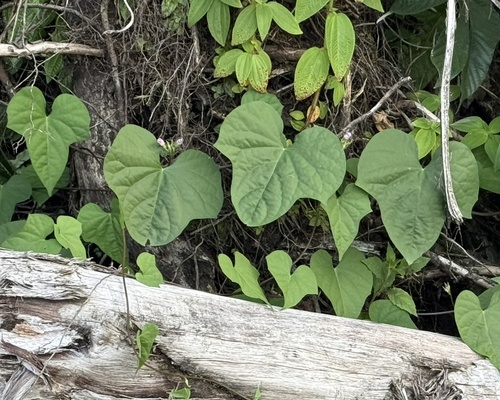 Ipomoea triloba observed 2025-08-21