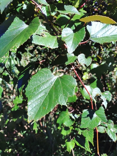 Vitis heyneana