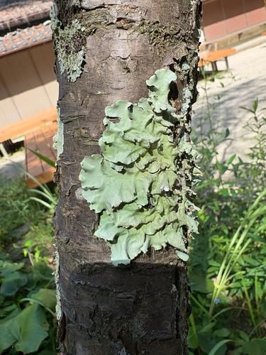 Parmotrema tinctorum