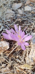 Colchicum