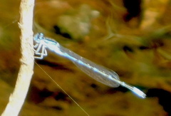 Enallagma praevarum