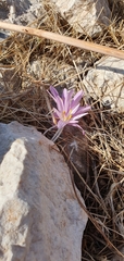 Colchicum