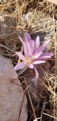 Colchicum