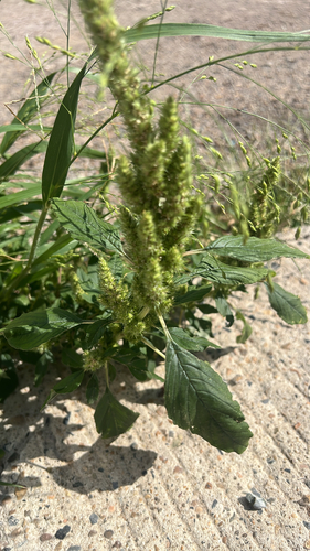 Redroot Amaranth