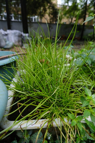 Isoetes sinensis iNat (3)