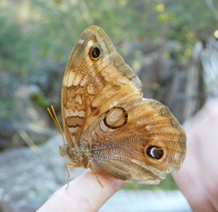 Opsiphanes blythekitzmillerae