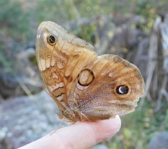Opsiphanes blythekitzmillerae