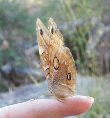 Opsiphanes blythekitzmillerae